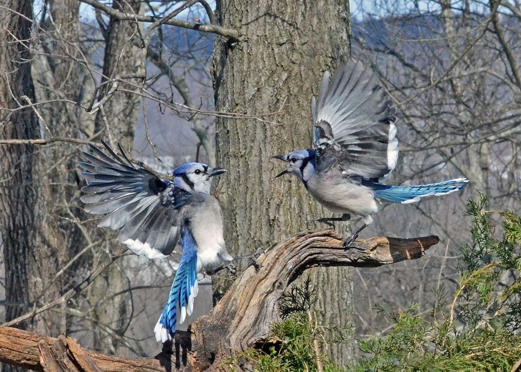 Blue Jays