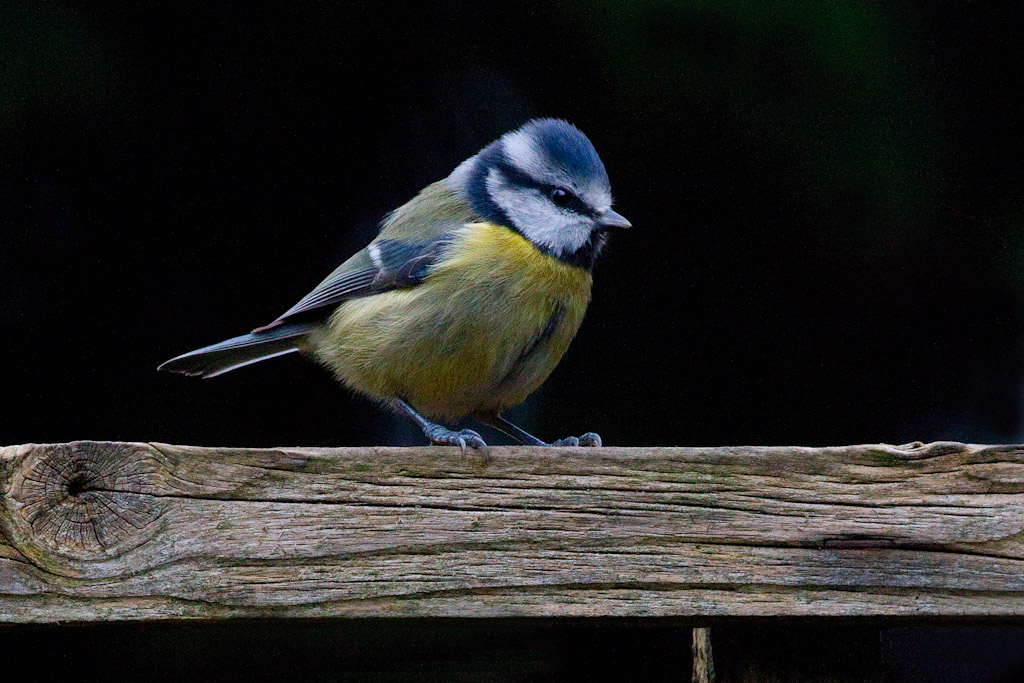 Blue Tit