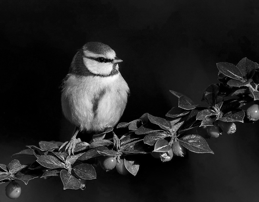 Blue Tit