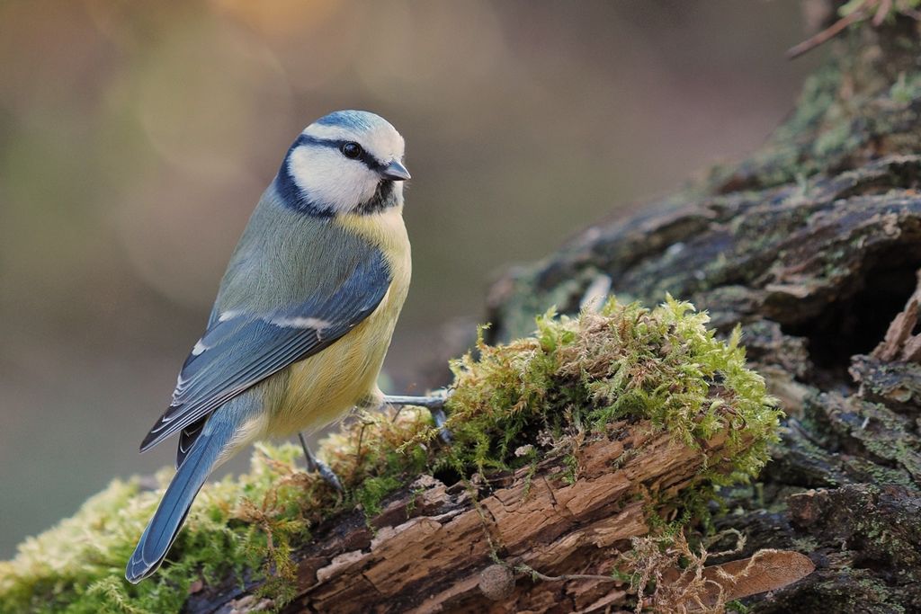 blue tit