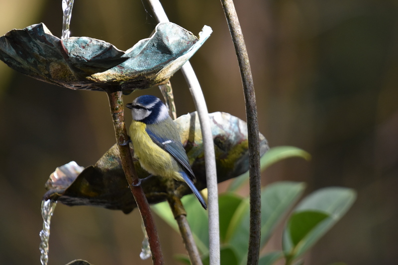 Blue Tit