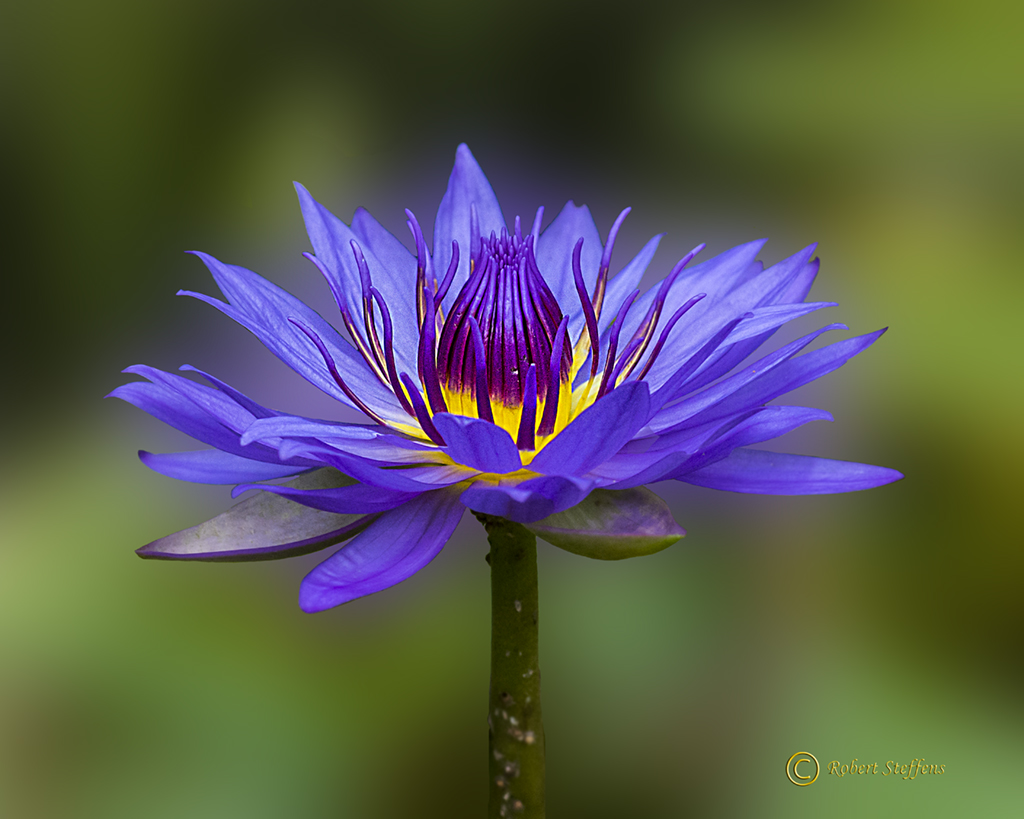 Blue Water Lily