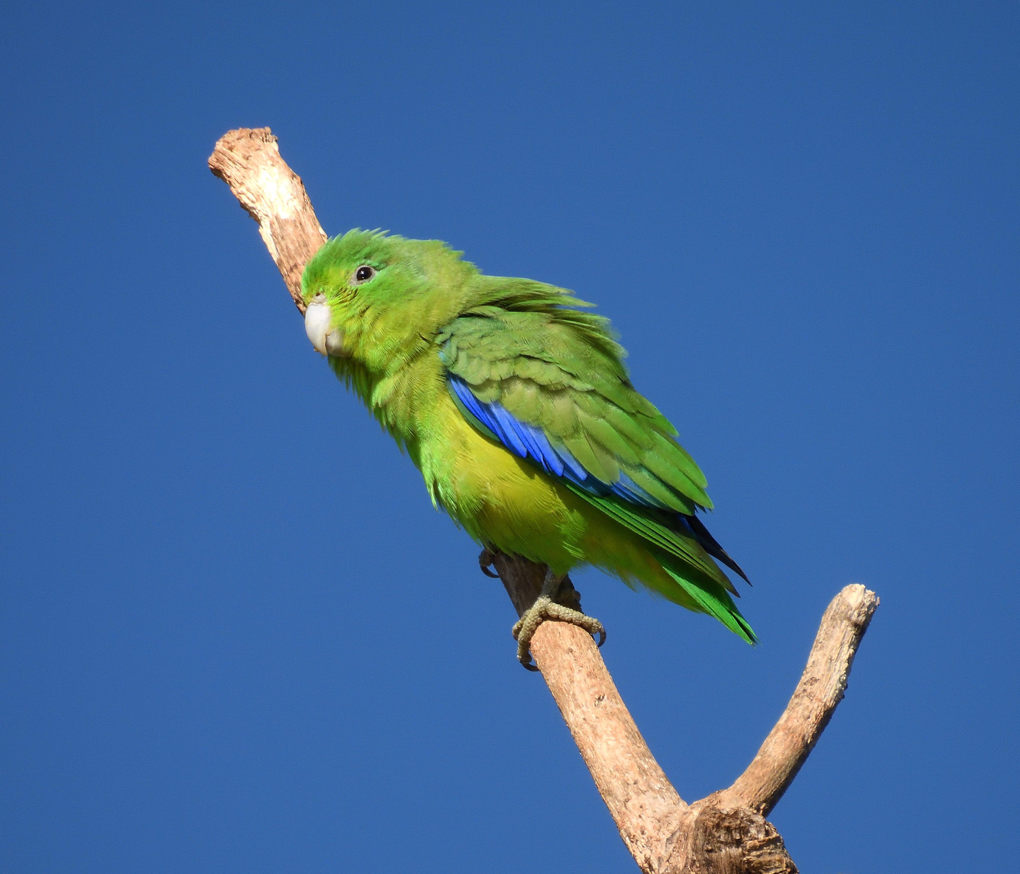 Blue-winged Parrotlet