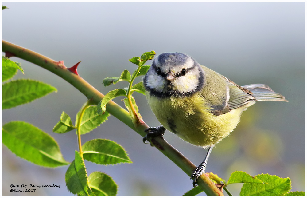 Bluetit