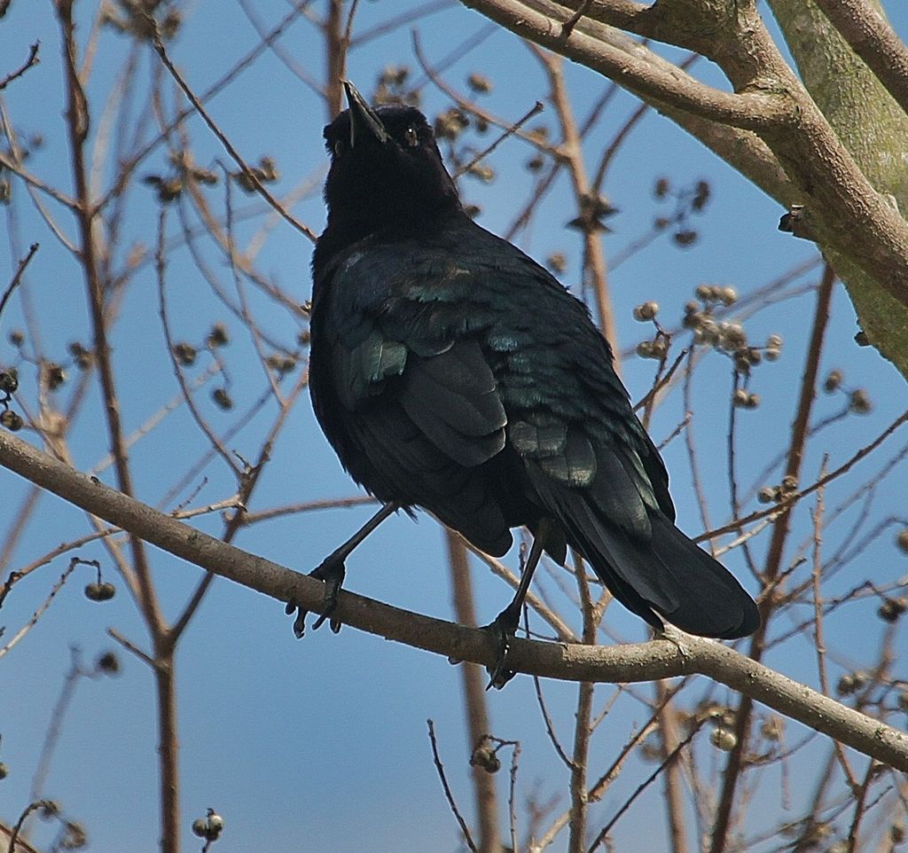 Boat-tailed Grackle