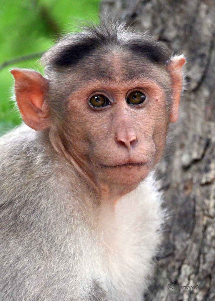 Bonnet macaque