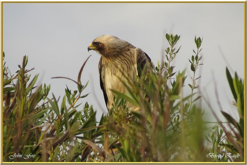 Booted Eagle