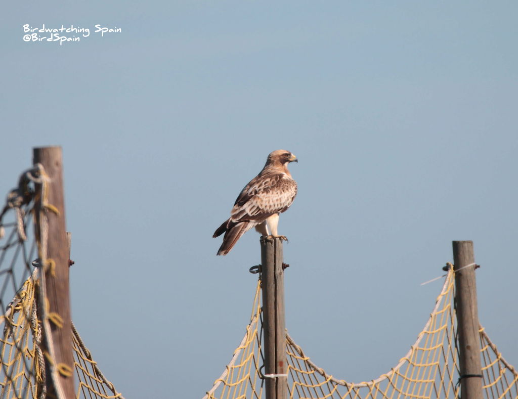 Booted Eagle