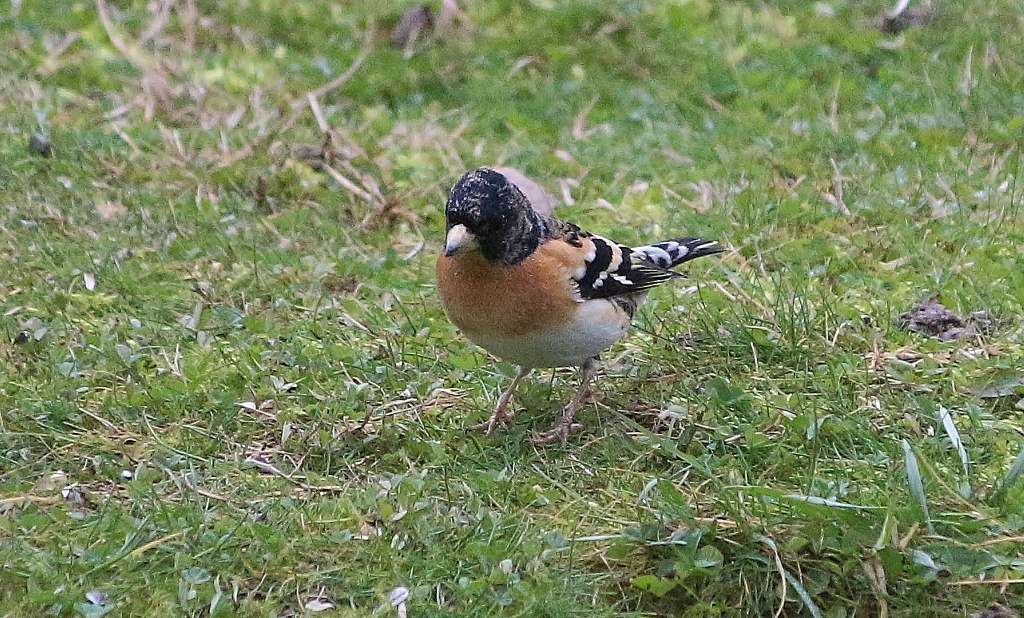 Brambling