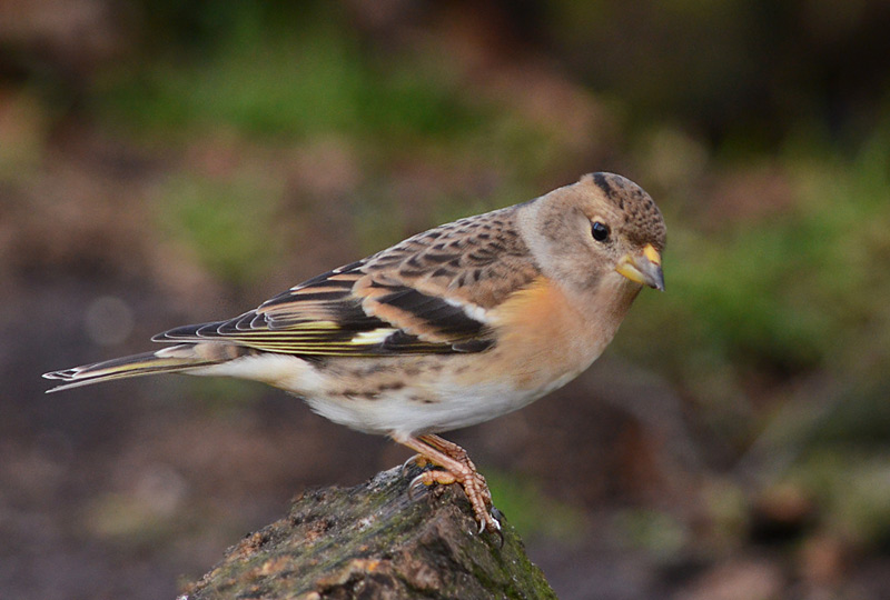 Brambling