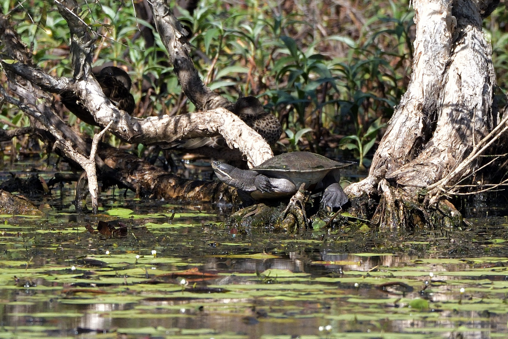 Brisbane Short-necked Turtle