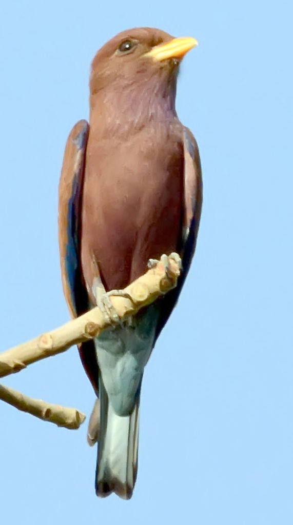 Broad-billed Roller