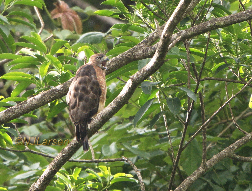 Broad-winged Hawk