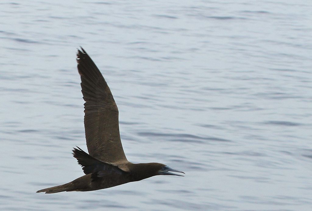 Brown Booby