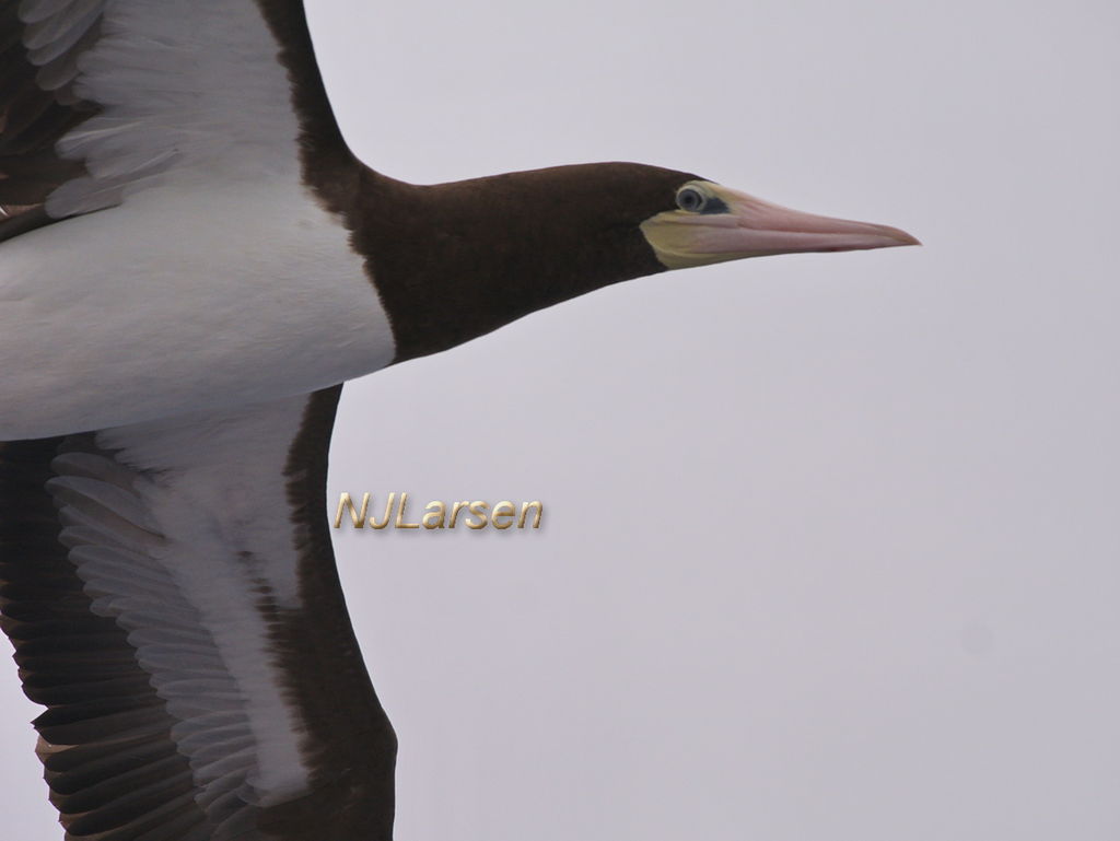 Brown Booby