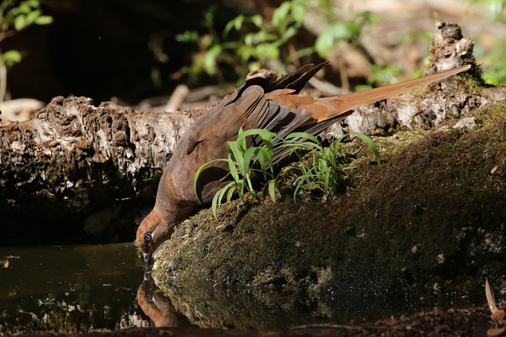 Brown Cuckoo-Dove drinking