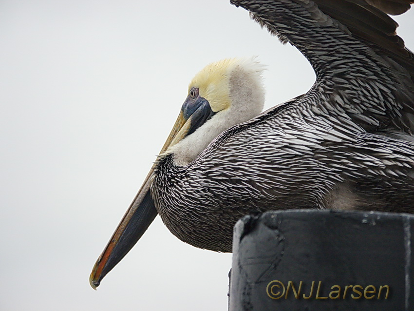 Brown Pelican in strong wind