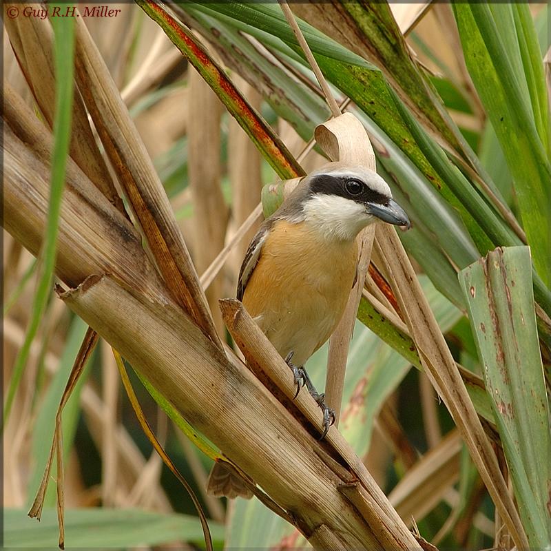 Brown Shrike