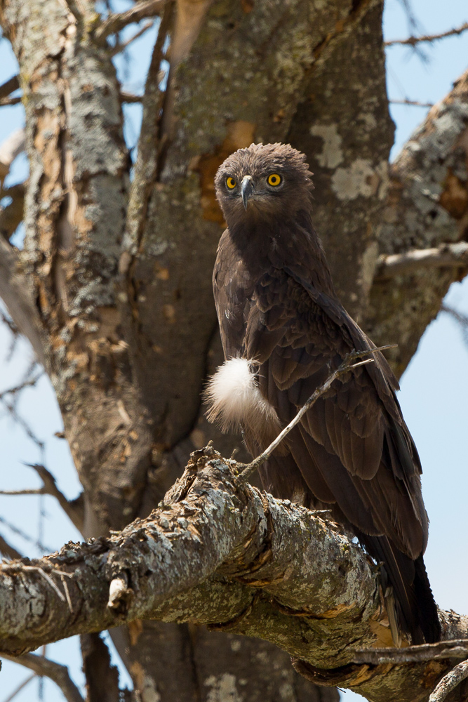 Brown Snake-eagle