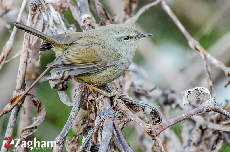 Brownish-Flanked Bush Warbler