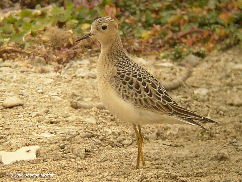 Buff-breasted Sandpiper Tryngites subruficollis