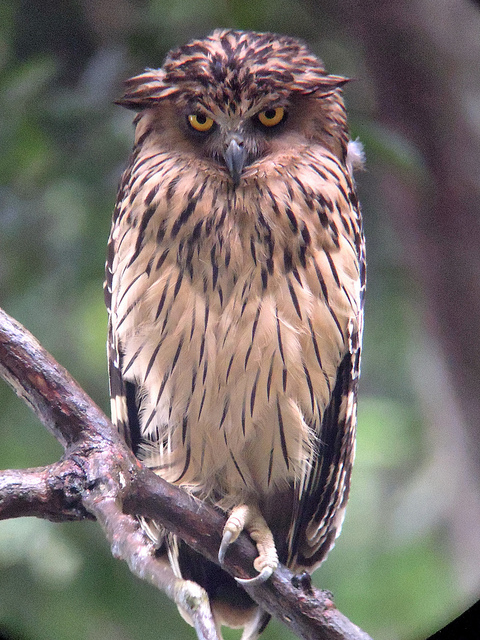 Buffy Fish Owl