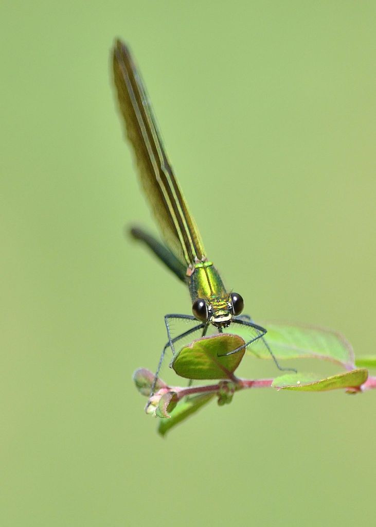 bug-eyed beauty