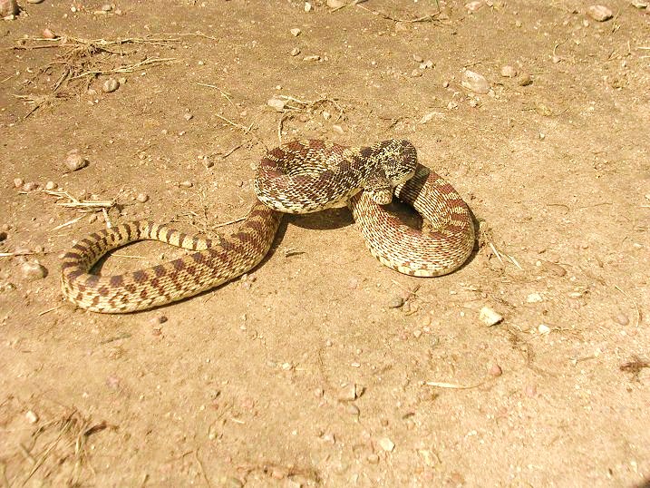 Bull Snake