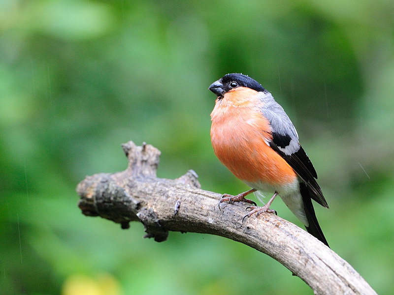 Bullfinch in the rain