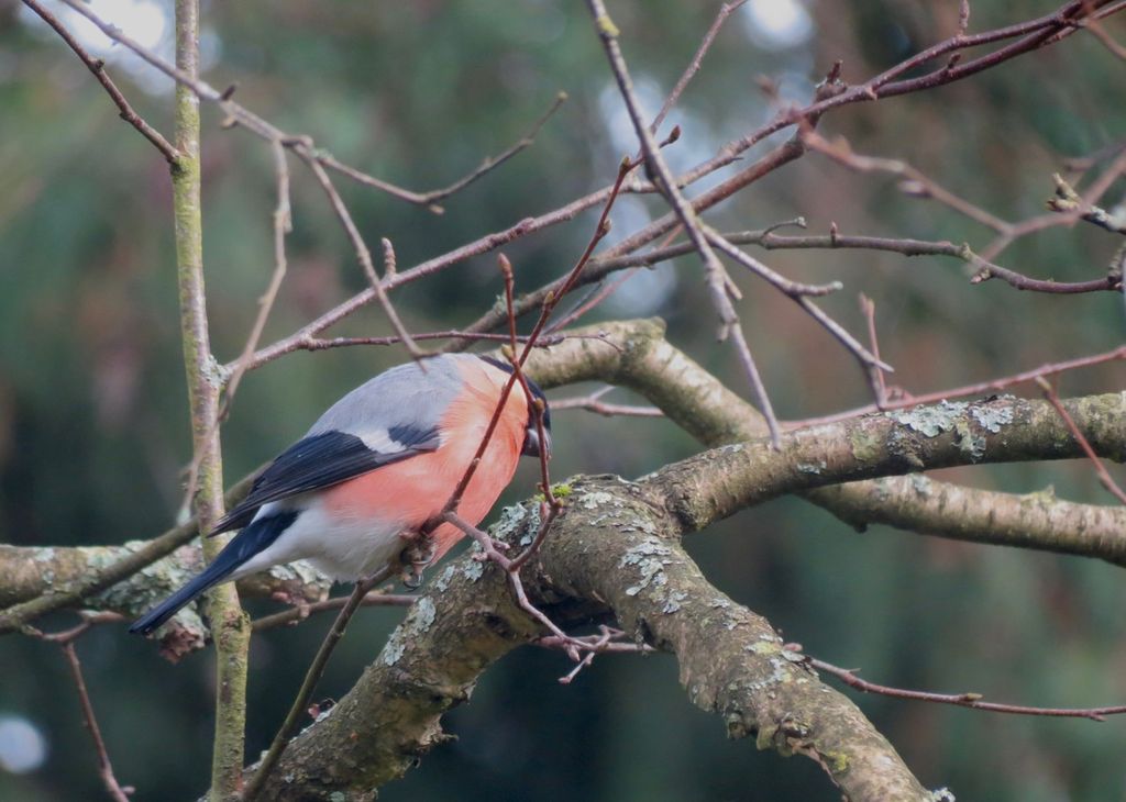 Bullfinch