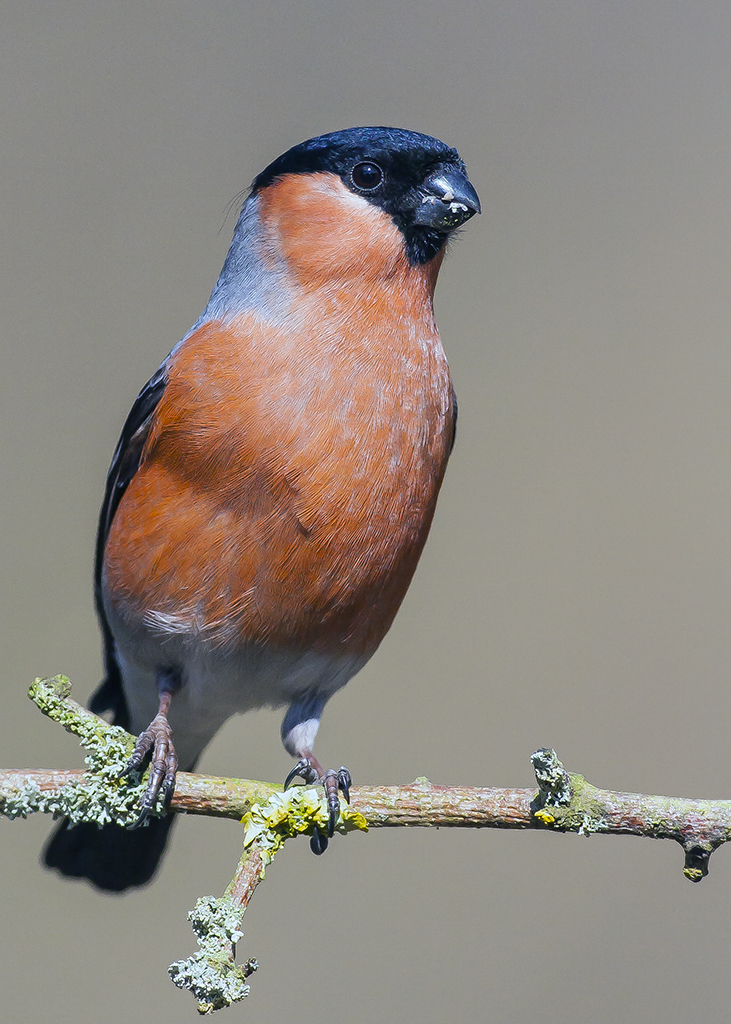 bullfinch