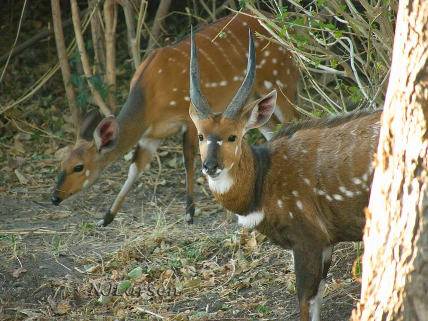 Bushbuck Pair