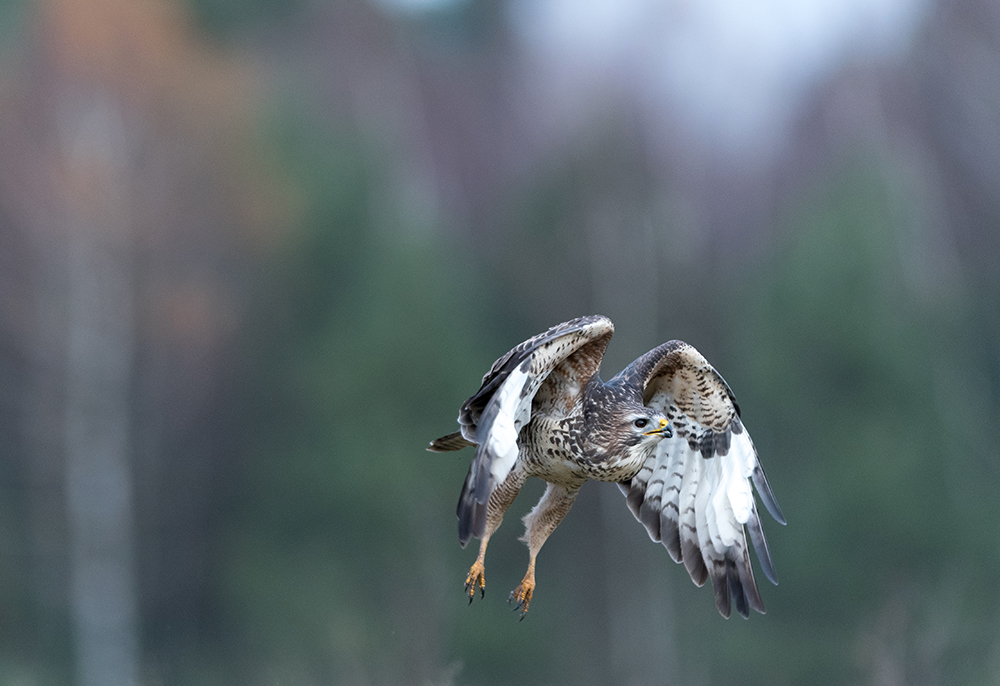 Buteo buteo