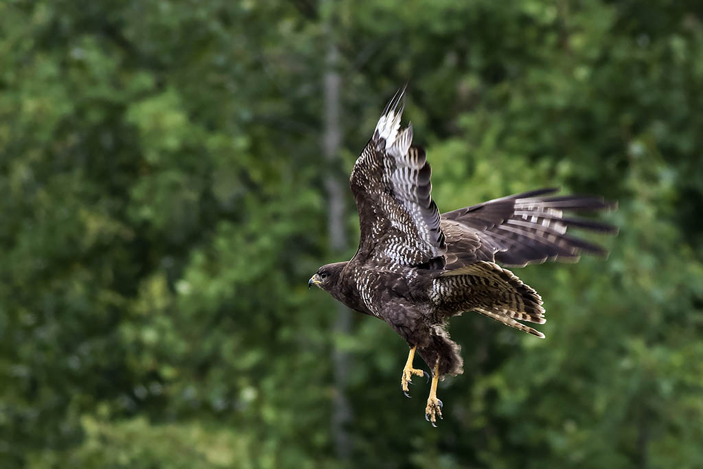 Buzzard takes off