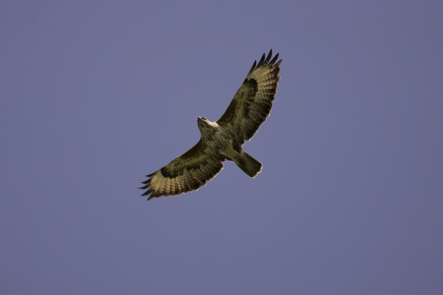 Buzzard