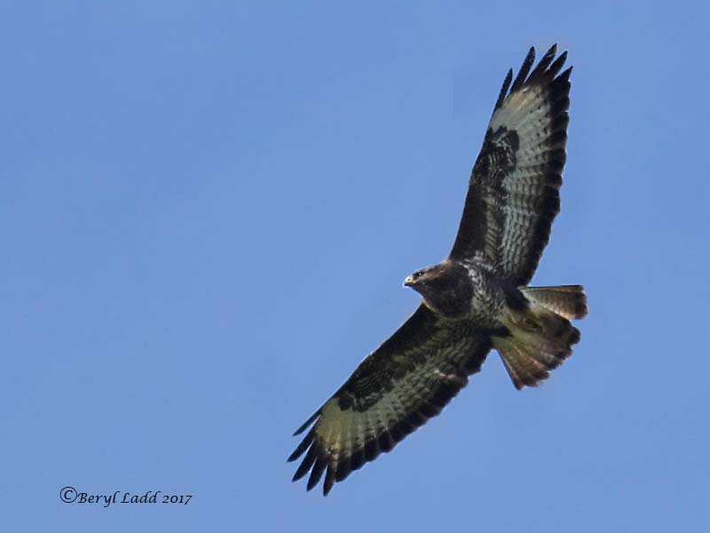 Buzzard