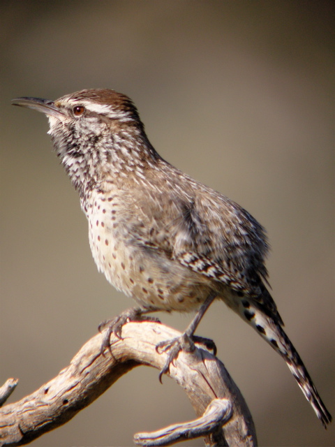 Cactus Wren