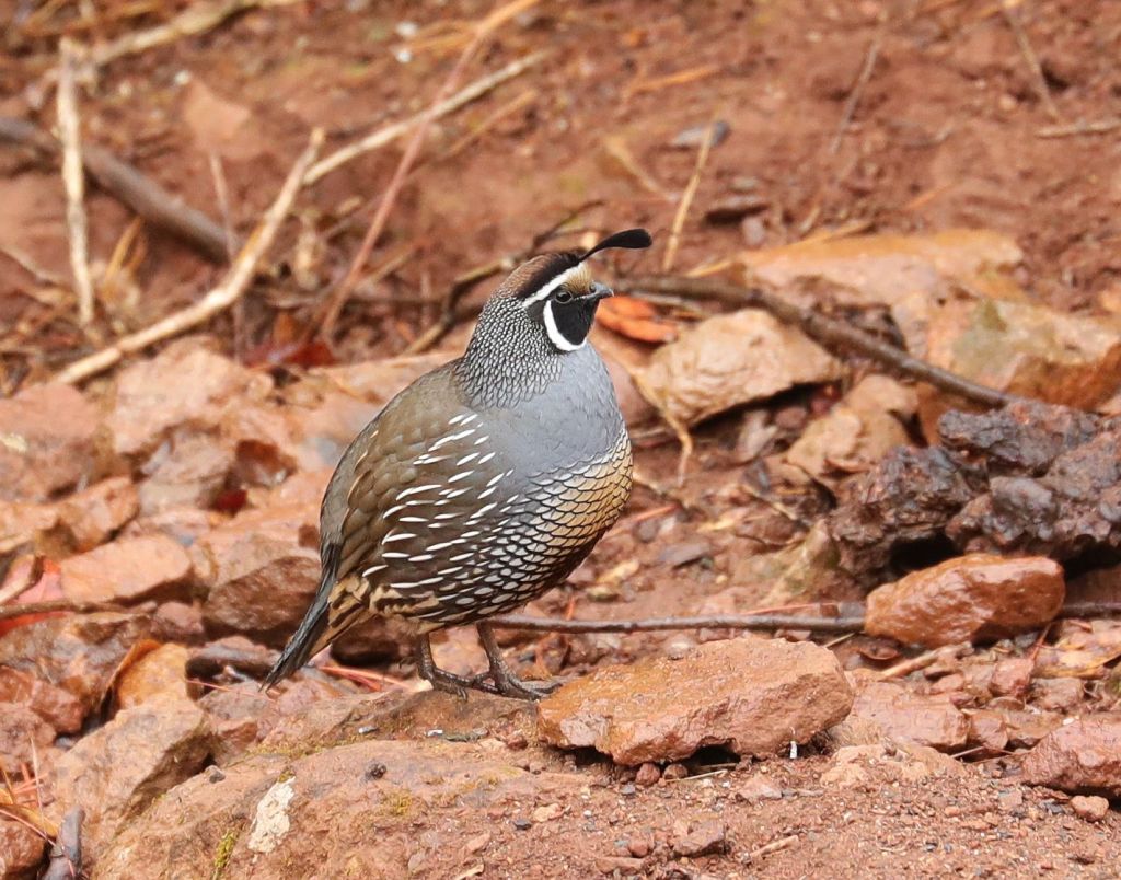 California Quail