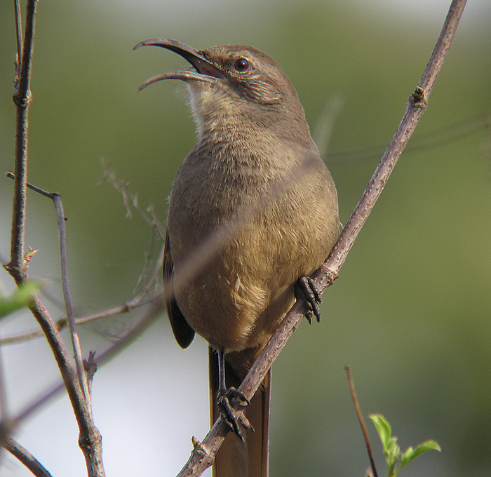 California Thrasher