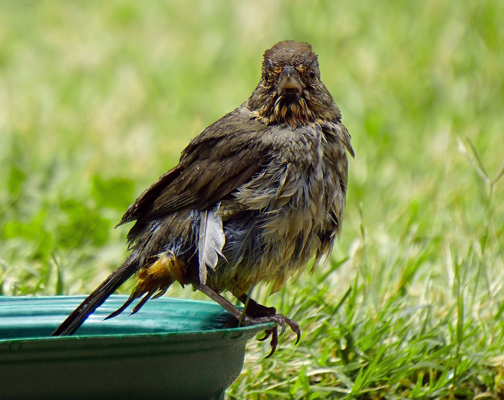 California Towhee