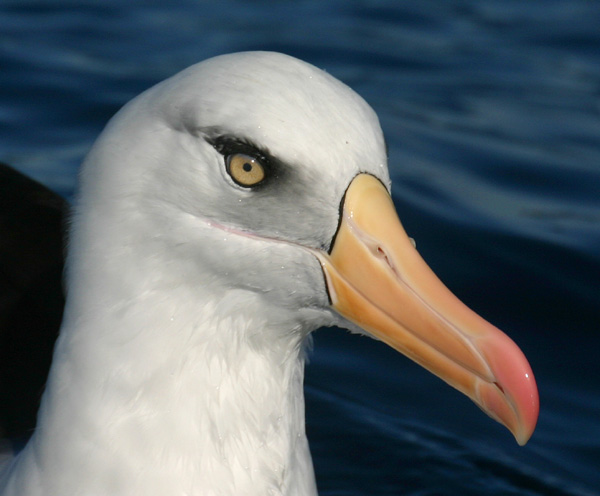 Cambell Albatross