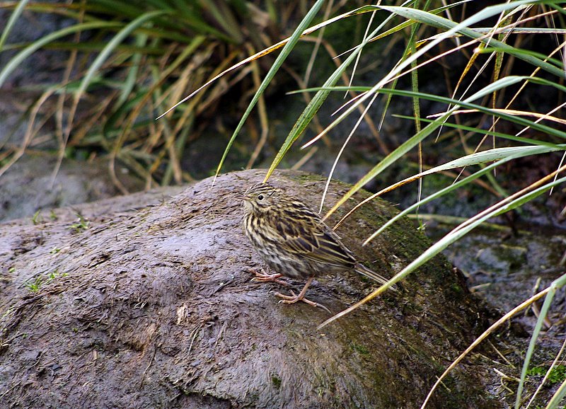 Camouflage Pipit