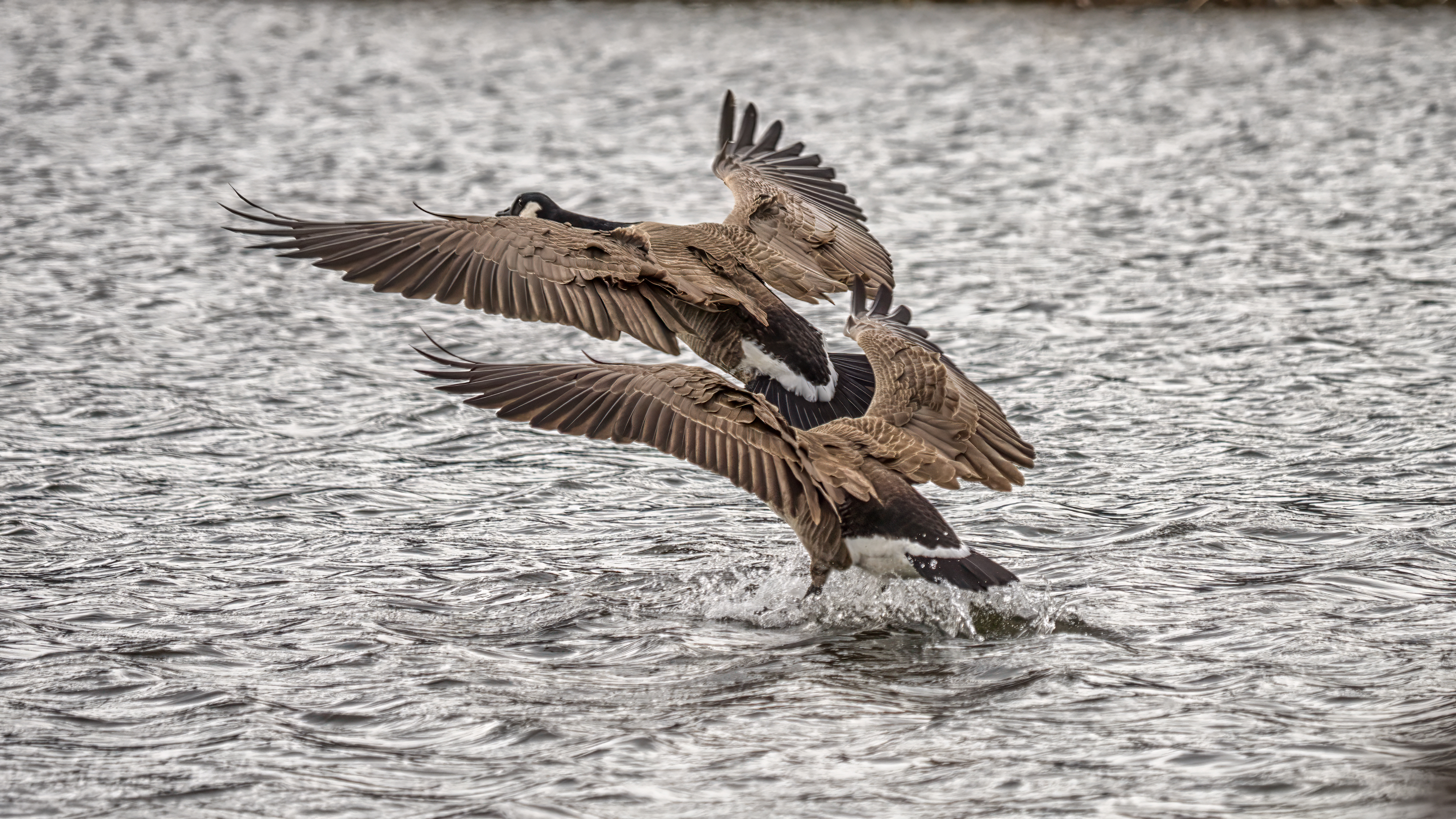 Canada geese performing an aqueous landing