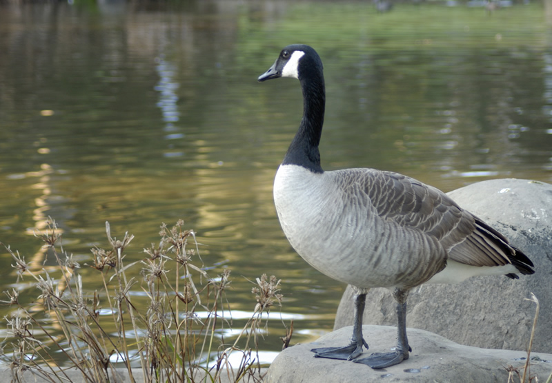 Canada Goose