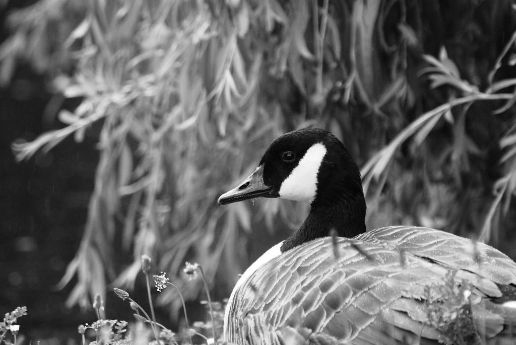 Canada Goose