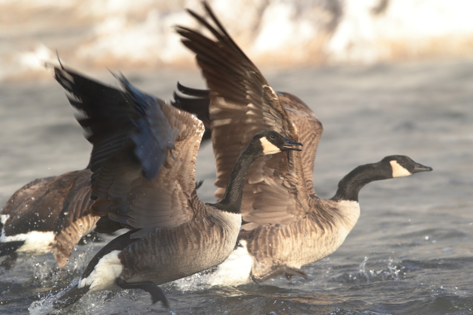 Canadian Geese