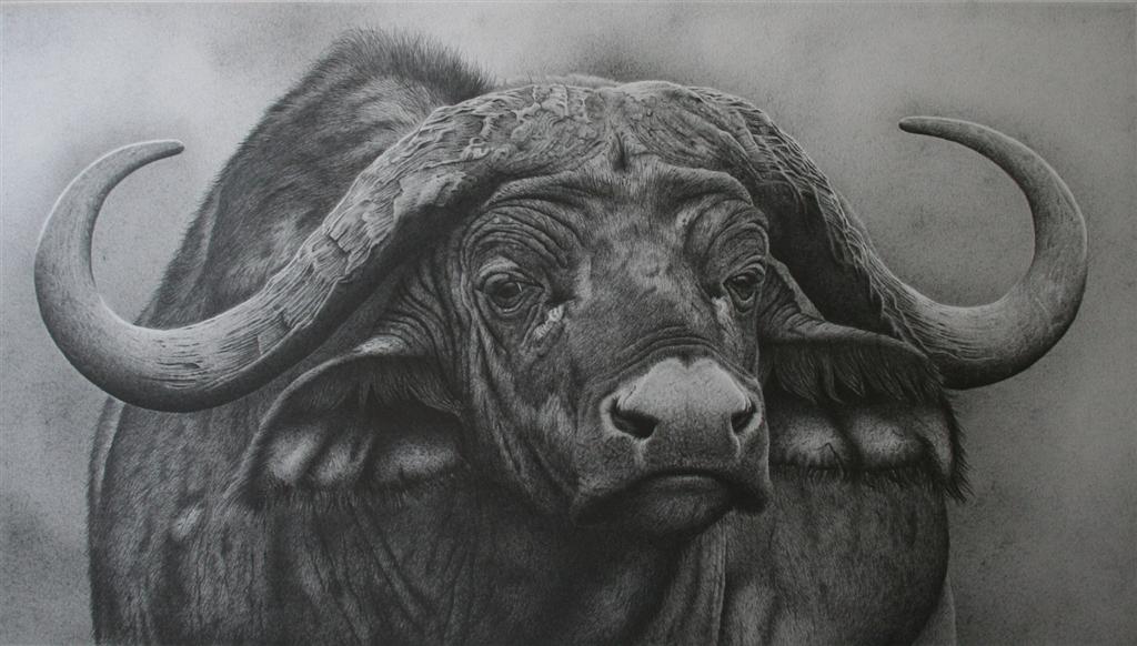 Cape Buffalo