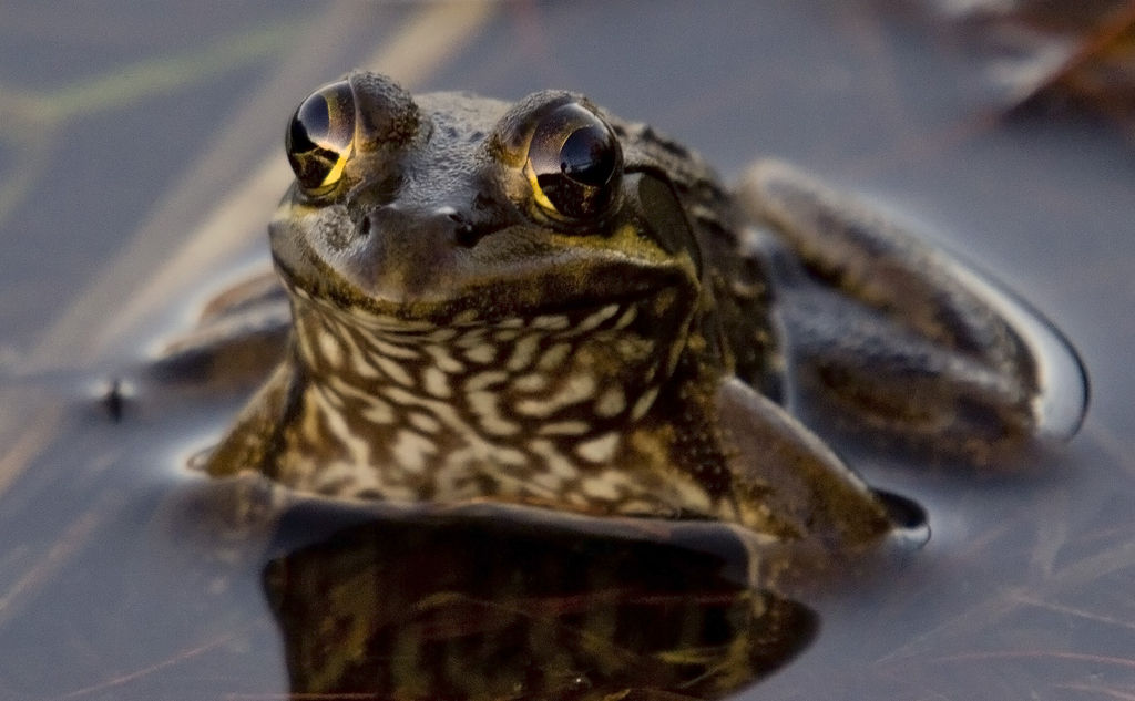 Cape River Frog