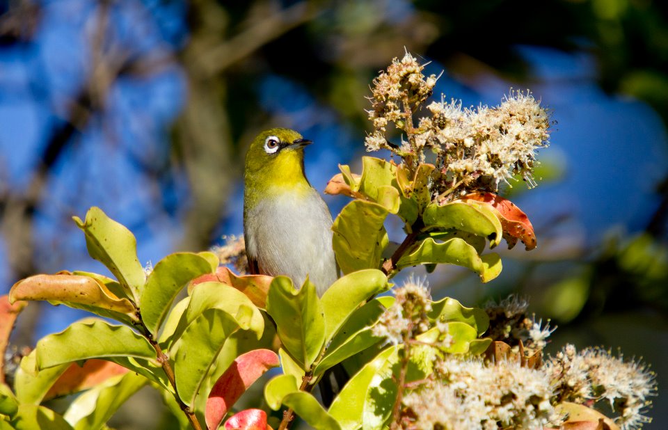 Cape White Eye