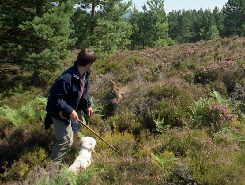 Capercaillie hen